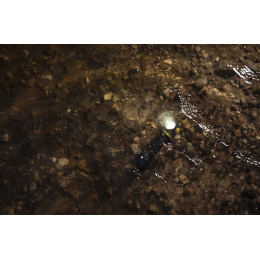 Armytek Elf C2 Max LR