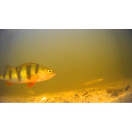 Подводная видеокамера Фишка 703 (24 диода - 12ir+12led) с функцией записи