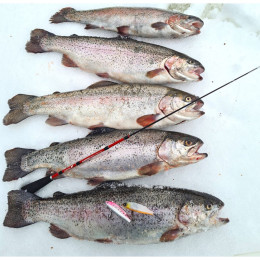 Удилище телеск. зим. Salmo Diamond PERCH TELE 50см