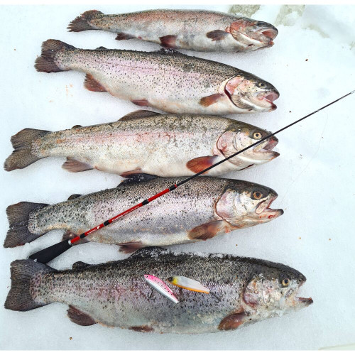 Удилище телеск. зим. Salmo Diamond PERCH TELE 50см